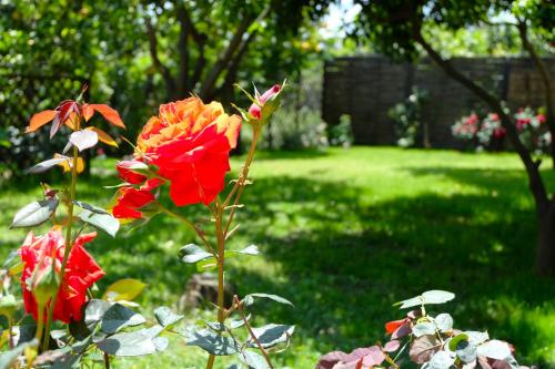 a close up of a red rose in a garden at B&B CasaNera in Riposto