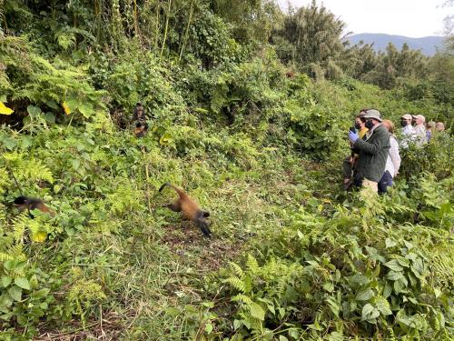 a man taking a picture of a bear in a field at Virunga Homes in Ruhengeri