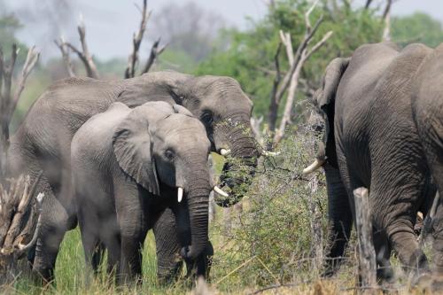 a group of elephants standing in a field at Semowi Lodge and Campsites in Mirapene