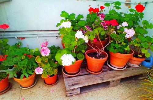 Hostal Pensión Mar de Plata في لوغو: مجموعة من النباتات الفخارية الموجودة على الرف