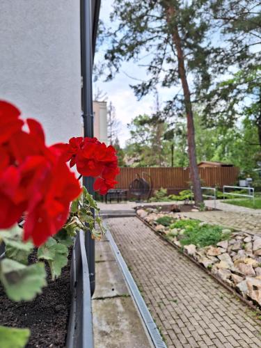 a vase with red flowers in a garden at Diana Panzió in Mátrafüred
