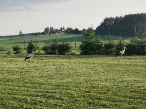 Άλλα ζώα σε αυτή η βίλα ή στη γύρω περιοχή