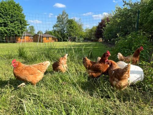a group of chickens standing in the grass at Agroturystyka Lucyna Babińska in Wünschelburg