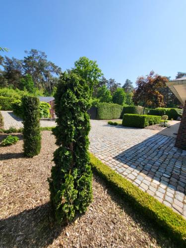 a green bush is growing in a garden at villa 2be in Balen