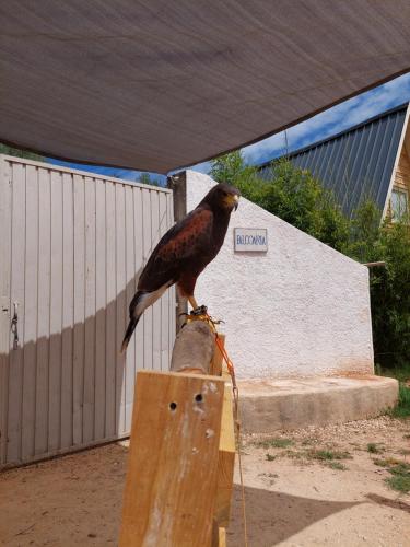 Φωτογραφία από το άλμπουμ του FALCOARIA Setubal στο Σετούμπαλ