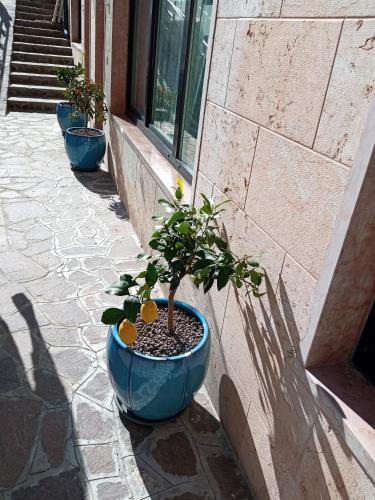a plant in a blue pot on the side of a building at Hotel Orchidea in Bardolino