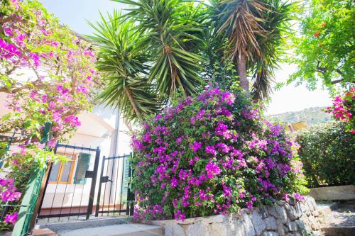 a bush of purple flowers in front of a house at Casa Fetovaia - HelloElba in Fetovaia