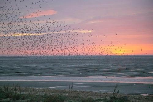 a flock of birds flying over a body of water at Home Lea in Docking