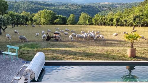 a herd of sheep grazing in a field next to a pool at Domaine La Garenne in Reilhaguet