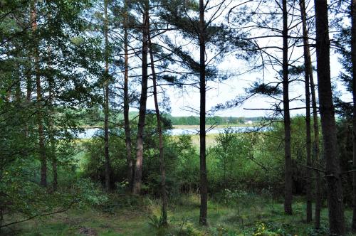 a view of a river through a forest with trees at Leśne Zacisze domki letniskowe in Lipnica