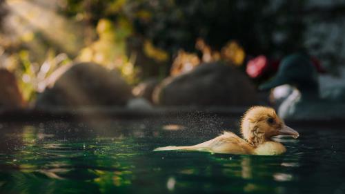a baby duck swimming in the water at Căsuța de sub deal - Ciubăr și piscină in Măgura