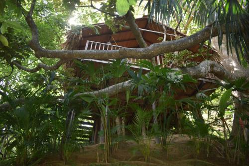ein Baumhaus mitten im Wald in der Unterkunft EcoHostal Rio Piedra in El Zaino