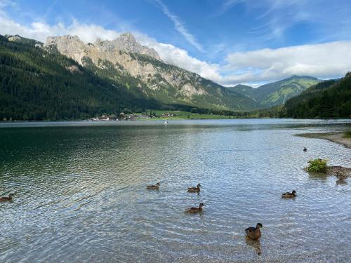 a group of ducks swimming in a lake with mountains at Mountain Moments Tannheim - Familie Weber in Tannheim