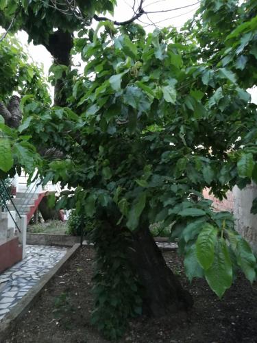 a large tree with green leaves in a yard at Casa do César Douro Guest House in Tabuaço