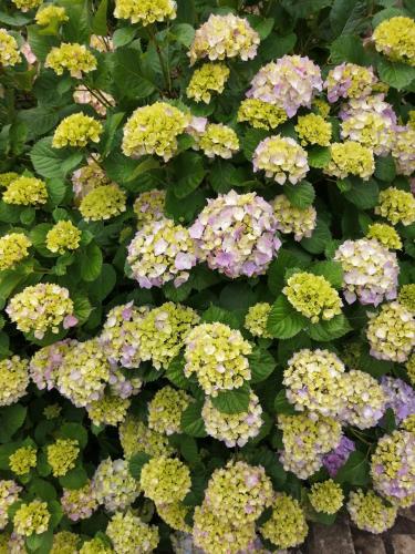 a group of flowers with yellow and purple at Casa do César Douro Guest House in Tabuaço