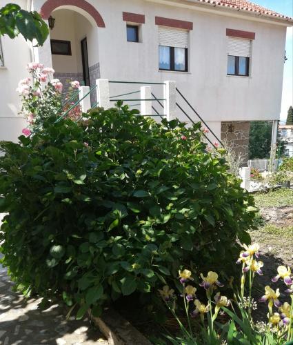 a large green bush in front of a house at Casa do César Douro Guest House in Tabuaço