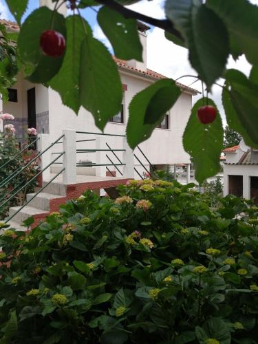 a bunch of green bushes in front of a building at Casa do César Douro Guest House in Tabuaço