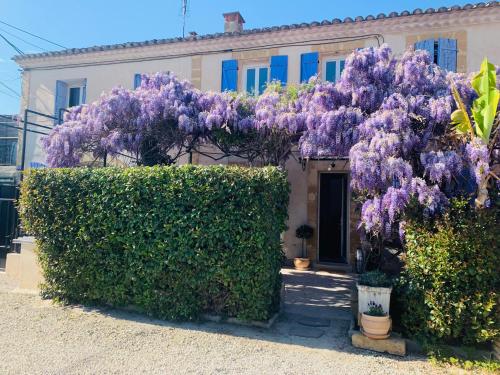a bush of purple wisterias on the side of a house at Le mas des glycines in Salon-de-Provence