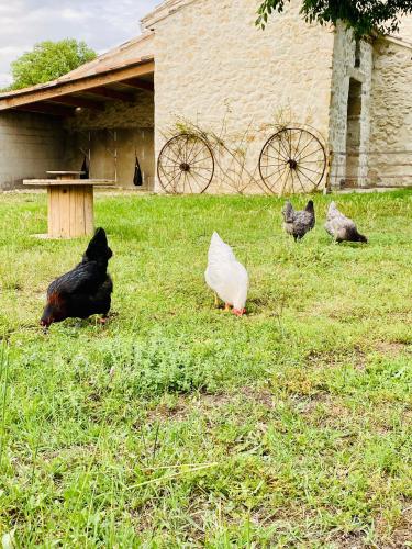 a group of chickens in the grass near a building at Le Mas d’Aloha in Plan-dʼOrgon