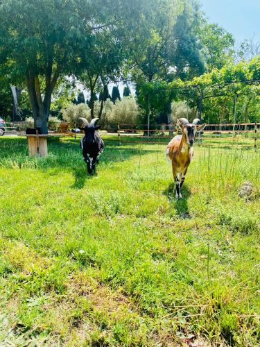 two cows walking in a field of grass at Le Mas d’Aloha in Plan-dʼOrgon