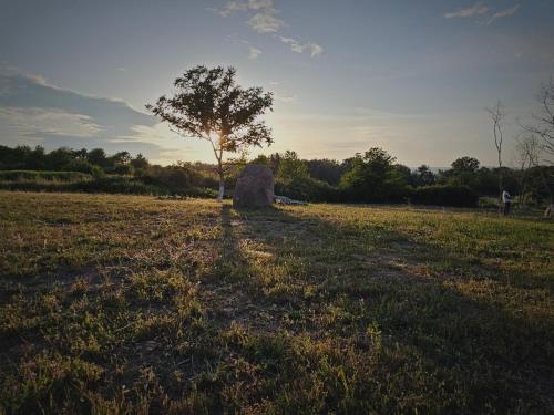 a tree and a rock in a field at Casa dos arcos in Sober