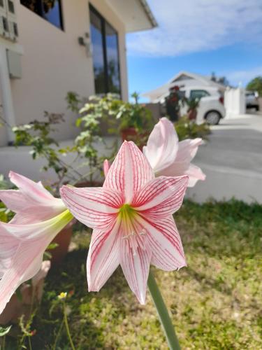 Jardin de l'établissement Maison L'Horizon