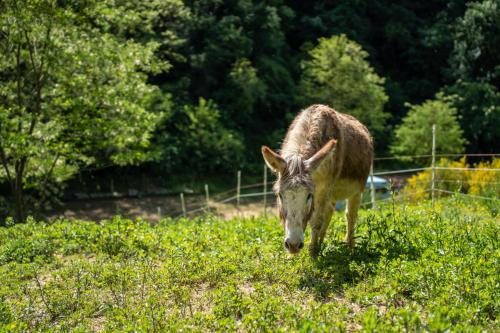 a donkey standing in a field of grass at Il giaggiolo in Reggello