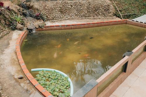 a pool of water with a bunch of fishes in it at Chalé das Carpas in Penedo