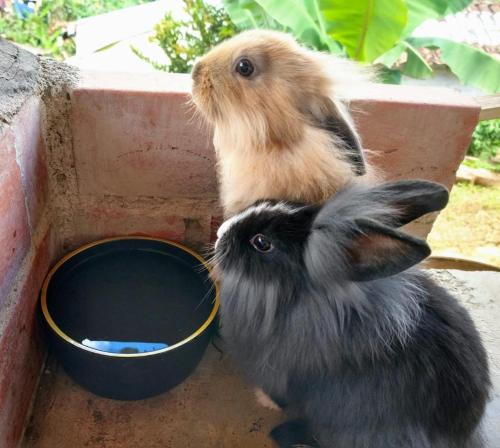 two rabbits are standing next to a bucket of water at Casa Viva Alojamiento Rural in Jardin