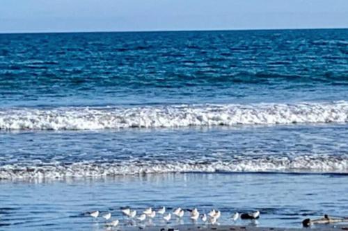 a group of birds standing in the water at the beach at Golf Beach House w/ Pool (5 min. walk to beach!) in Tambor