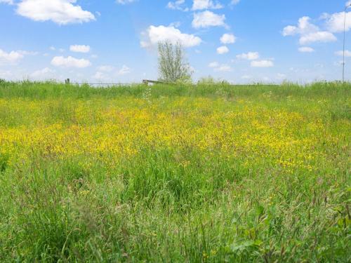 a field filled with lots of grass and yellow flowers at Farmhouse with terrace in Montfoort in Montfoort