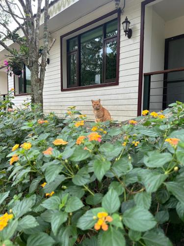 an orange cat sitting outside of a house with flowers at 南庄蔓森活Nan Juang Man Son Living in Nanzhuang