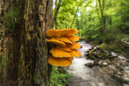 a group of mushrooms on the side of a tree at APARTMENTS ROGLA LUKANJA 1 in Oplotnica