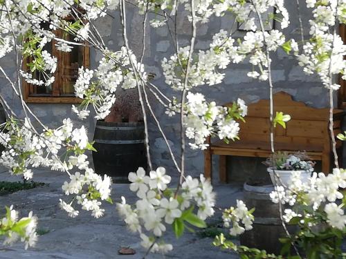 a tree with white flowers in front of a building at Karádi-Berger Vendégház in Erdőbénye