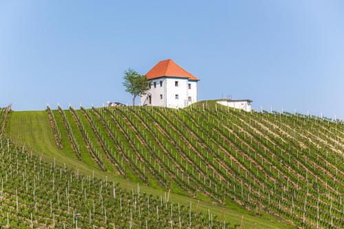 a vineyard with a building on top of a hill at APARTMENTS ROGLA LUKANJA 1 in Oplotnica