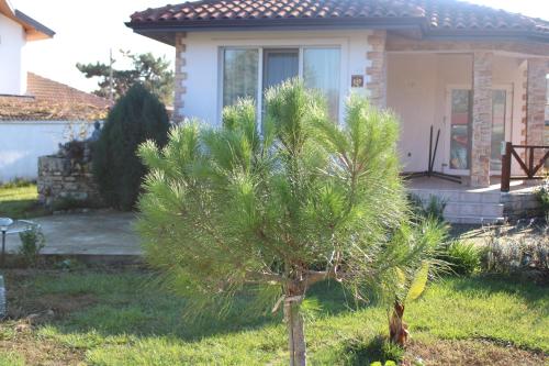 a small pine tree in front of a house at Къща за гости Света Марина in Krapets