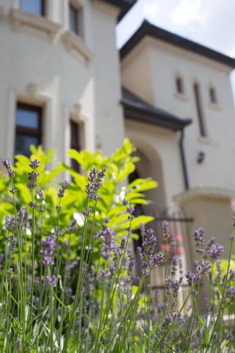a bunch of purple flowers in front of a house at Kúria Apartman Budapest with free parking in Budapest