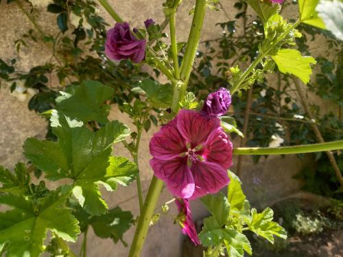 a purple flower on a plant next to a wall at Maison Violette en Berry - chambres d'hôtes vintage face au marché d'Aigurande in Aigurande