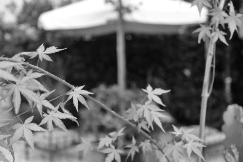 a black and white photo of a plant with an umbrella at I Levrieri in Torre del Lago Puccini