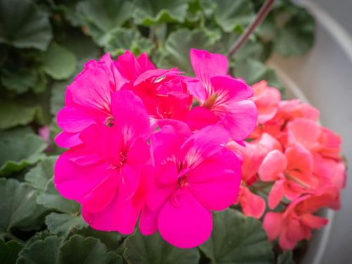 a group of pink flowers in a pot at Los Geranios in Port de Soller