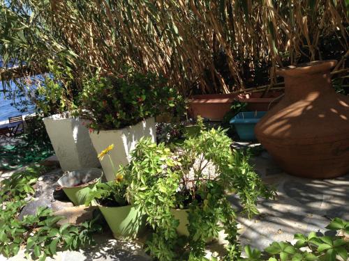 a group of potted plants and a large vase at Three Brothers in Mandrakion