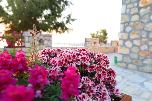 a bunch of pink flowers in a garden at Vila Dena in Vlorë