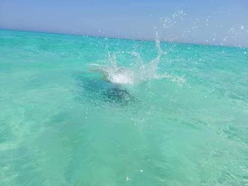 a dolphin is in the water in the ocean at برج قصر السعد للشقق الفندقية in Marsa Matruh