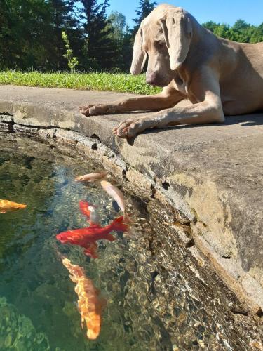 a dog laying on the ground next to a pool of water at Guest House Sněžník in Sněžnik