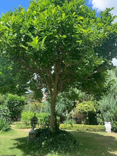 Taman di luar Dom Rodzinny Rever Grand