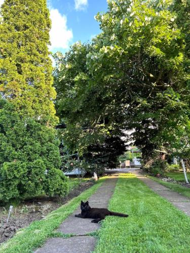 a black cat laying on a sidewalk in the grass at Cabana Timeea in Ostrovu Corbului