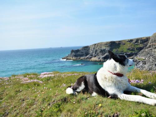 パドストウにあるHoliday Home Blueb by Interhomeの海辺の丘に横たわる白黒犬