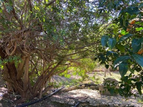 a tree with many branches and a stone path at the ancient sicilian house near zingaro reserve Scopello in Scopello