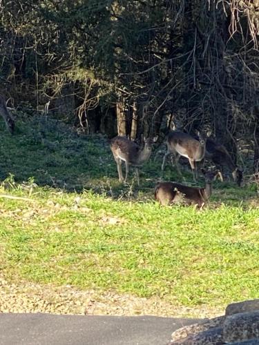 three deer standing in the grass near a road at La Tana del Grifo - Podere Amodeo in Chiusi