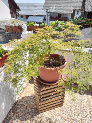 a potted plant sitting on top of a pile of wood at Apartments Karin in Bled